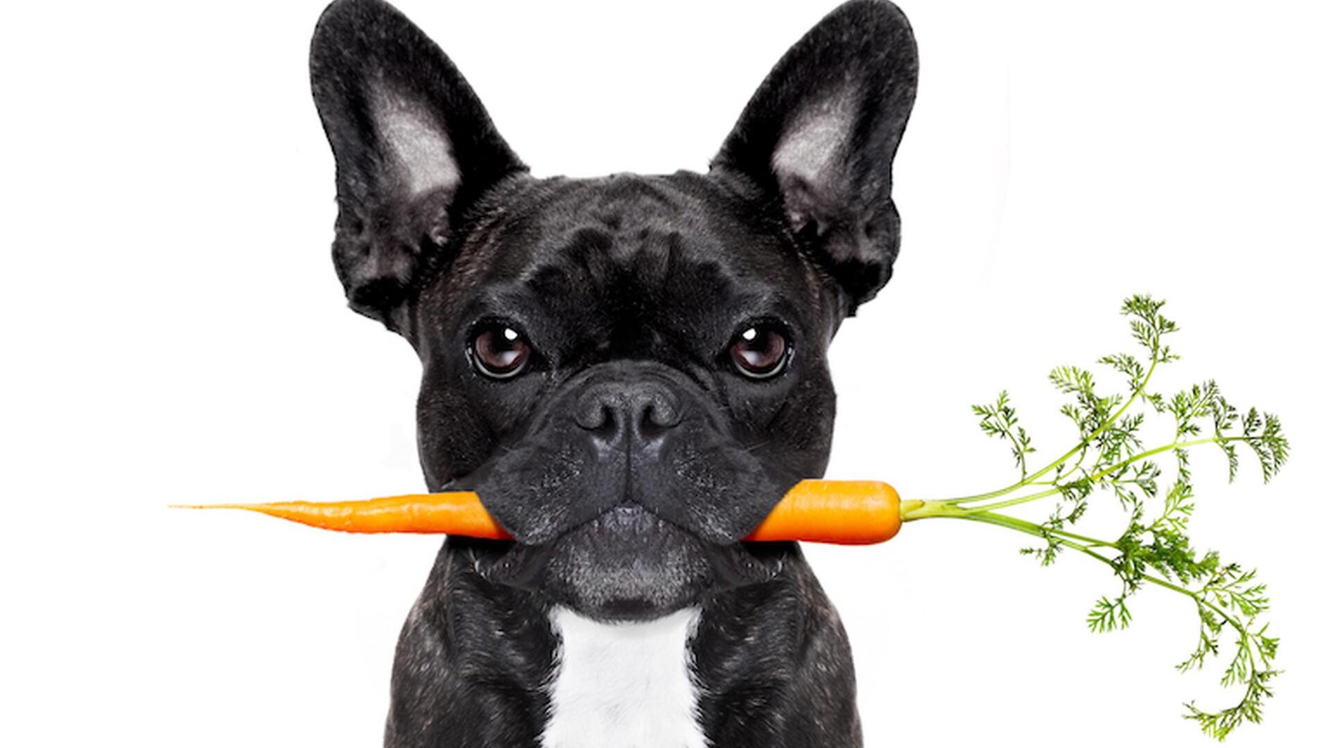 Qu’estce que je peux donner à manger pour mon chien