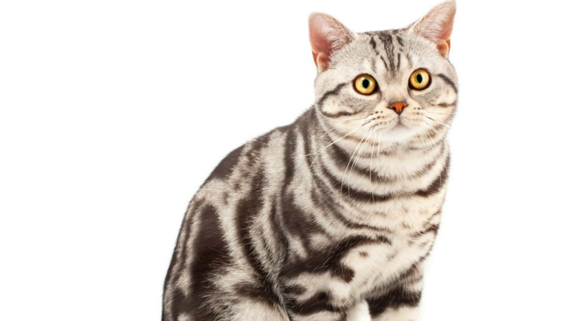 santé chat American Shorthair