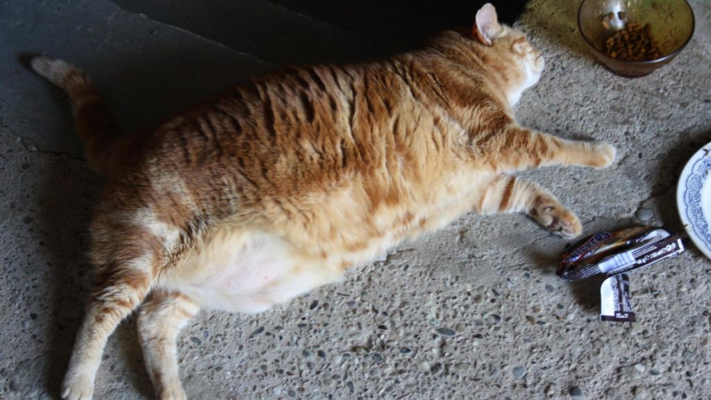 Exercice physique contre l'obésité du chat
