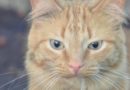 Hypersalivation du chat