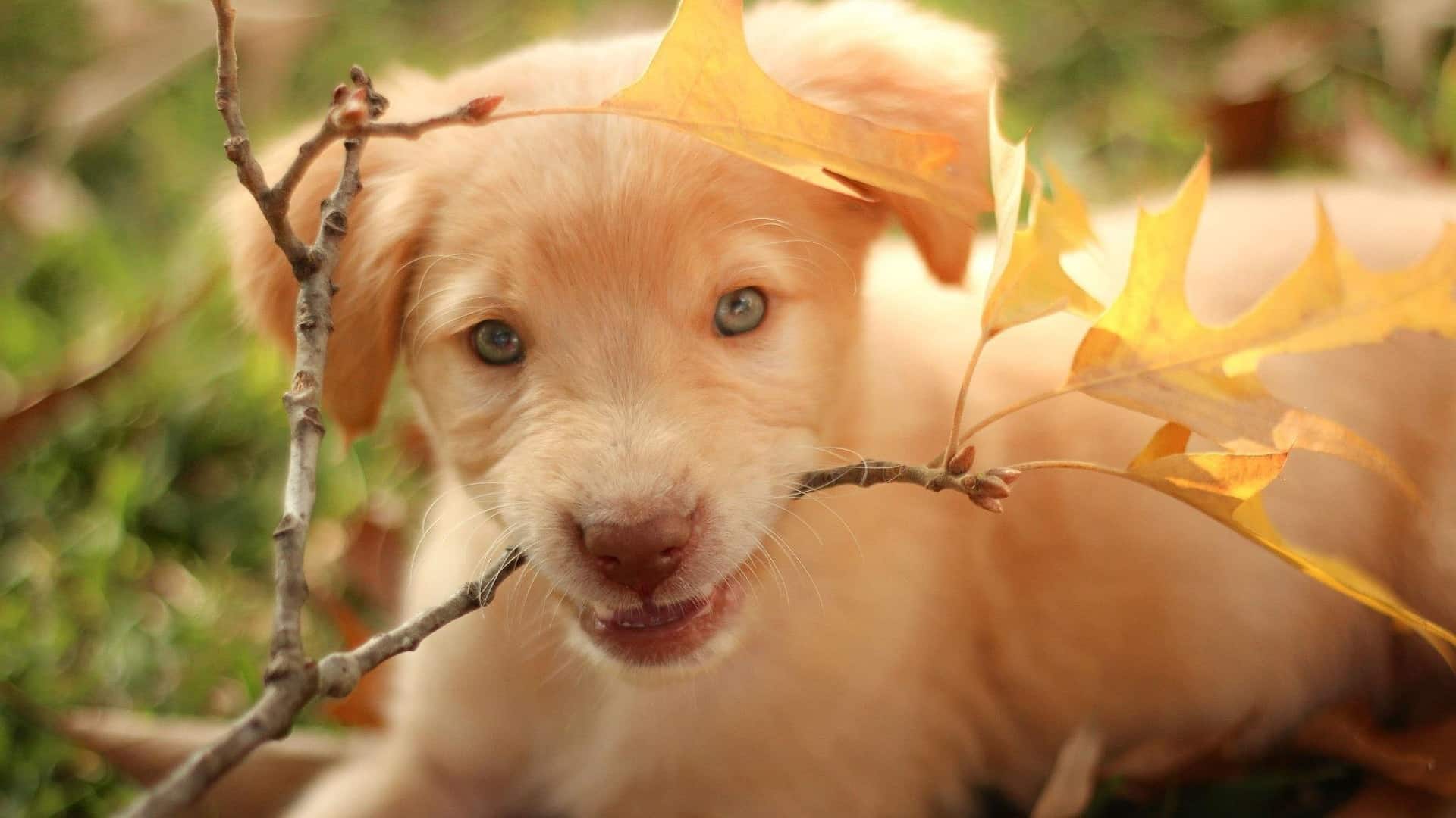 adopter un chien Labrador-Retriever