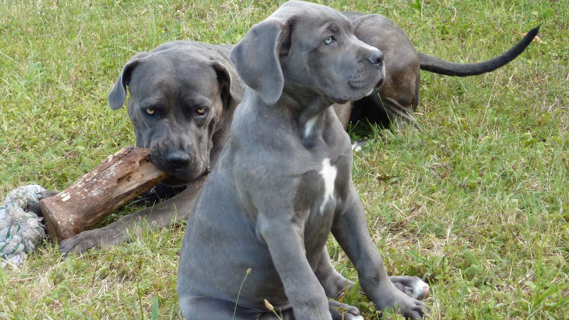 bébé chien Cane Corso