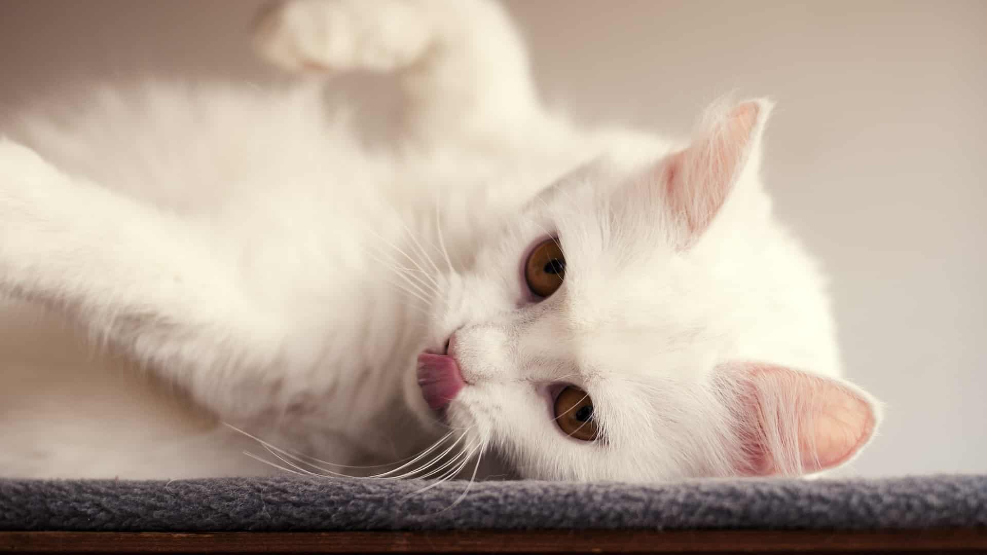 caractère chat Angora Turc