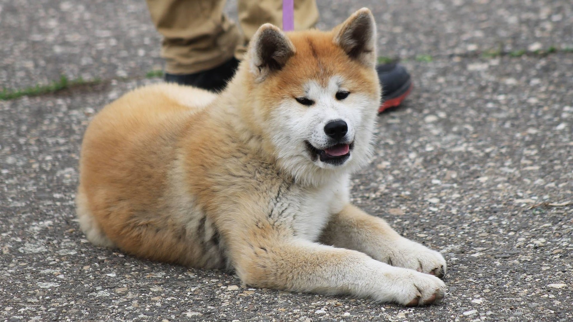 caractère chien Akita Inu