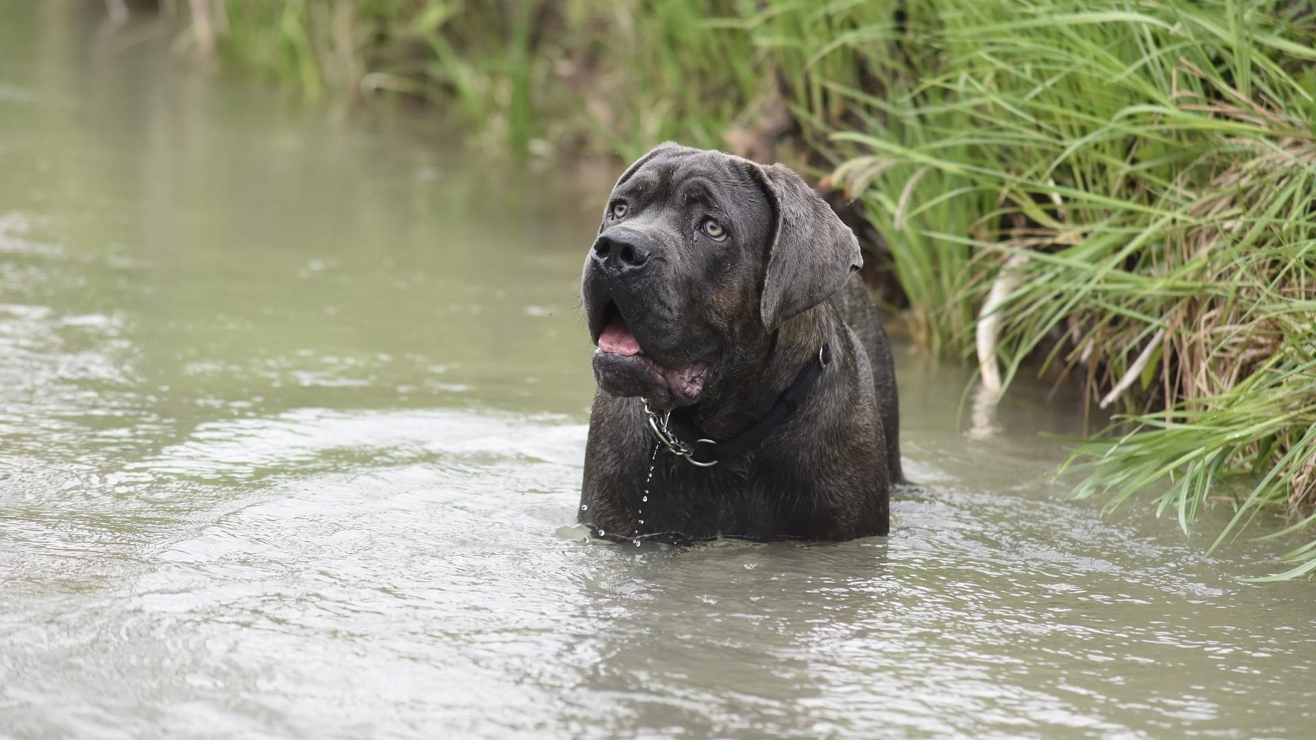 caractère chien Cane Corso