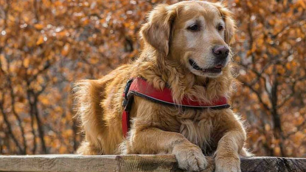 caractère chien Golden Retriever