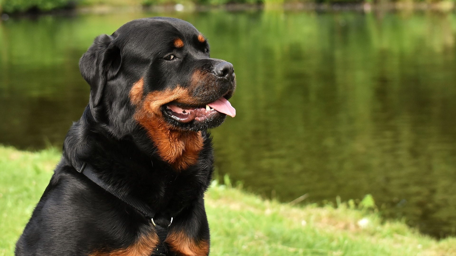 caractère chien Rottweiler