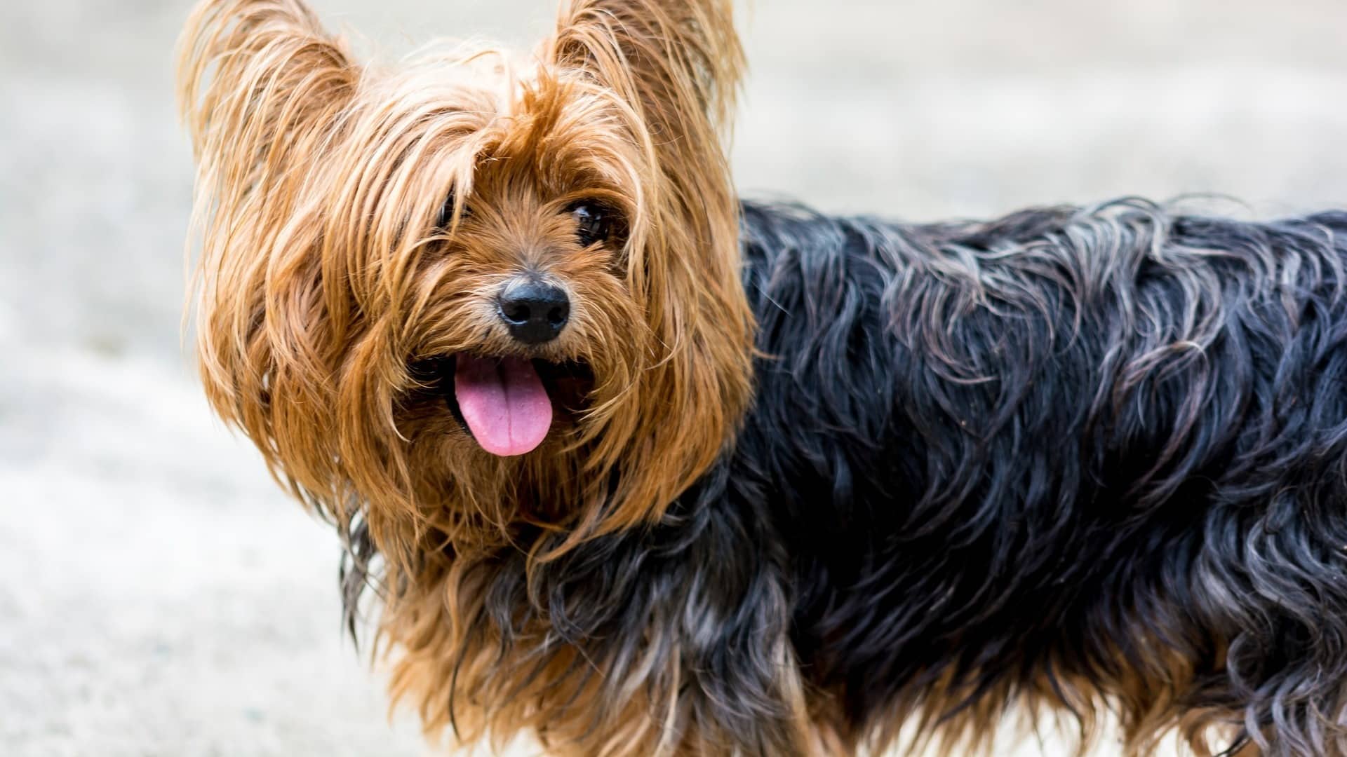 caractère chien Yorkshire Terrier