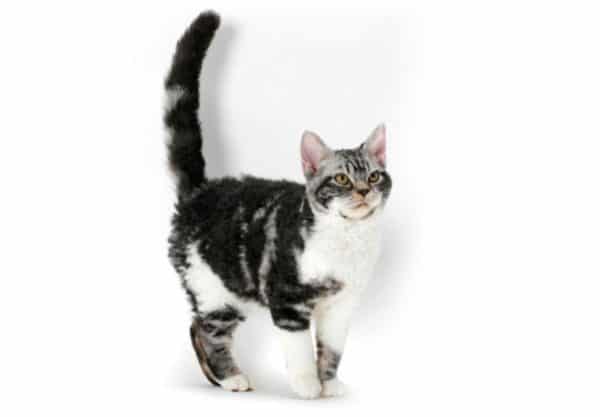 chat American Wirehair