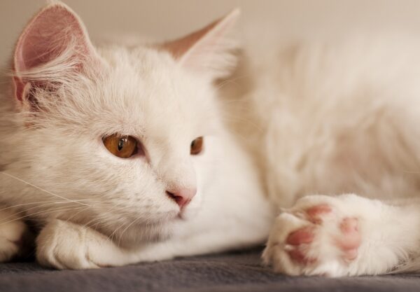 chat Angora Turc