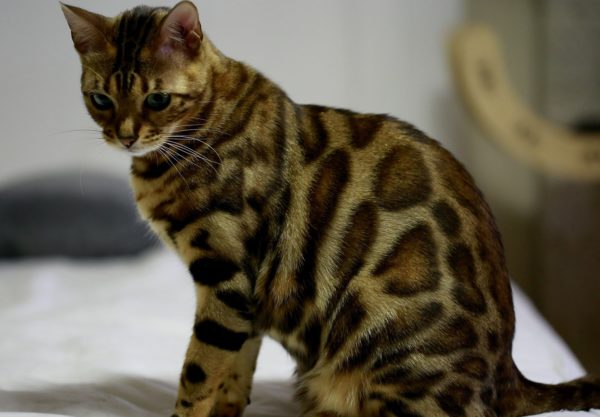 chat Bengal