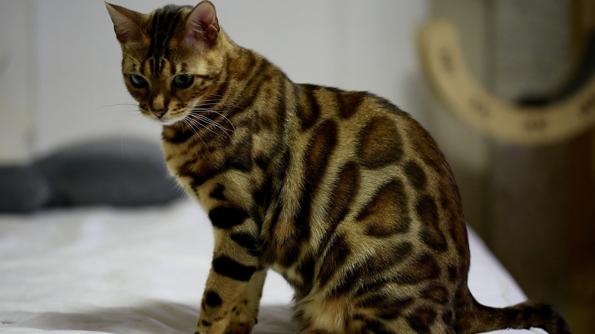 Bengal Prix de ce chat, Comportement & Caractère, Santé