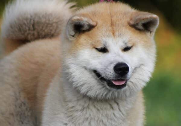 chien Akita Inu