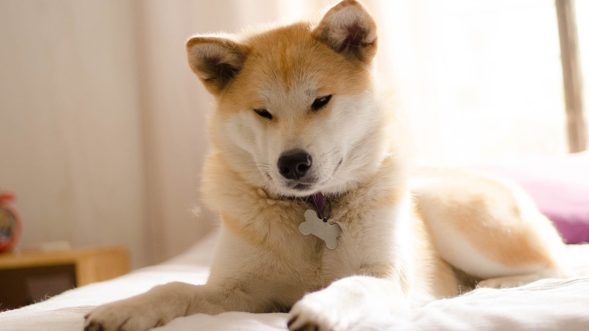 chien Akita Inu en appartement