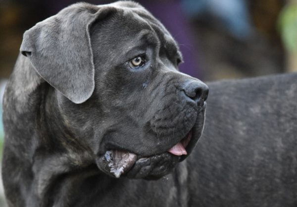 chien Cane Corso