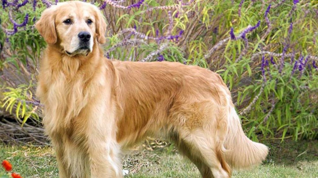 chien Golden Retriever