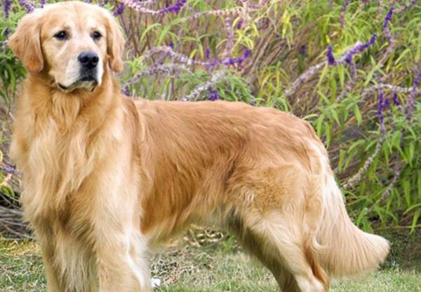 chien Golden Retriever