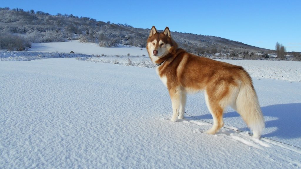 chien Husky Sibérien