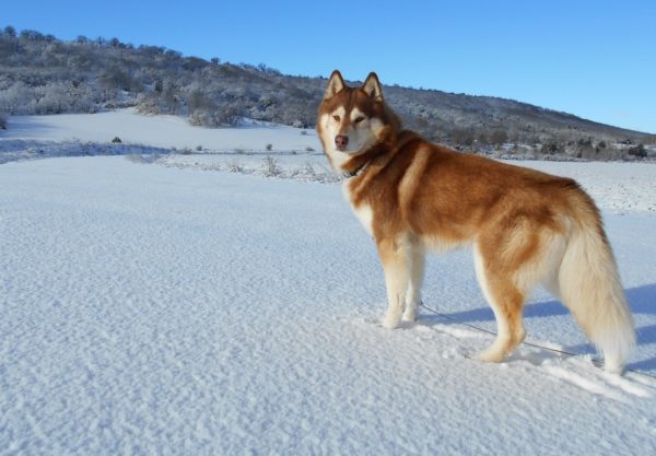 chien Husky Sibérien