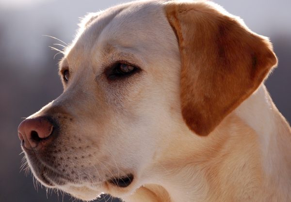 chien Labrador-Retriever