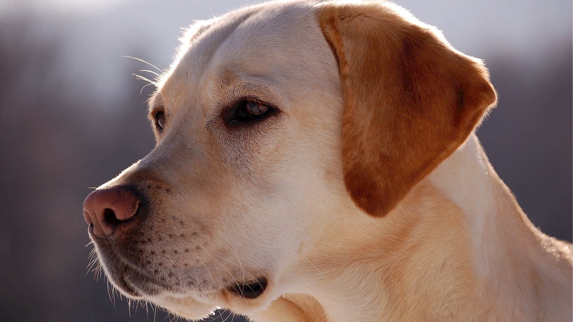  Labrador  Retriever Prix de ce chien  Caract re Sant  
