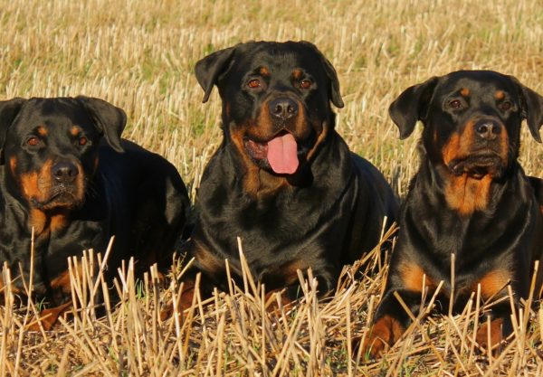 chien Rottweiler