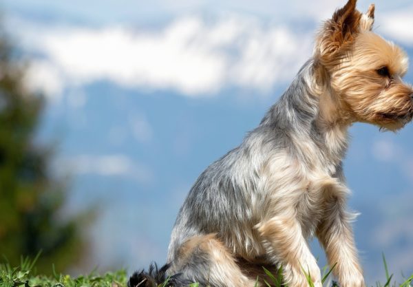 chien Yorkshire Terrier