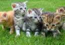 Quelle race de chat choisir ? Nos recommandations
