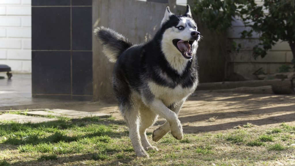 comportement chien Husky Sibérien