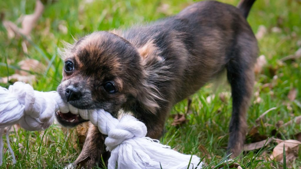 corde jouet pour chien