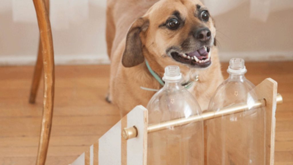 jouet de réflexion pour chien