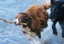 jouet pour chien