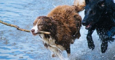 jouet pour chien