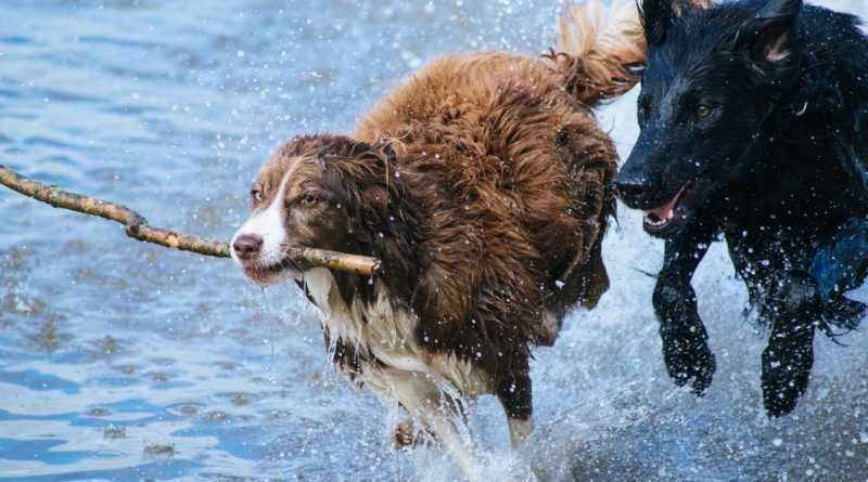 jouet pour chien