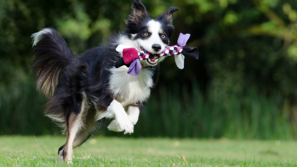 jouet à lancer pour chien