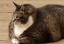 obésité du chat