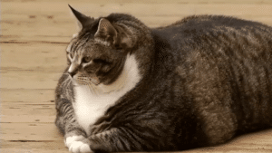 obésité du chat