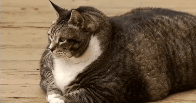 obésité du chat