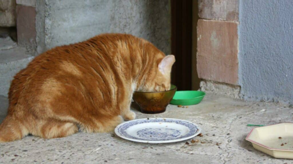 obésité du chat et alimentation