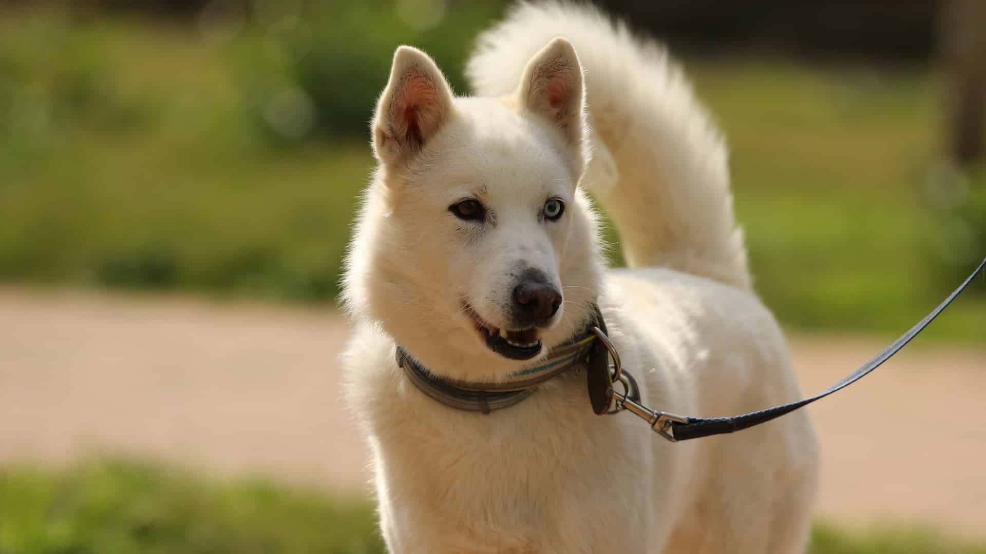 Boucles D'oreilles Dormeuses Motif Husky Sibérien - Argenté, Alliage Métal, Neuves Sans Boîte