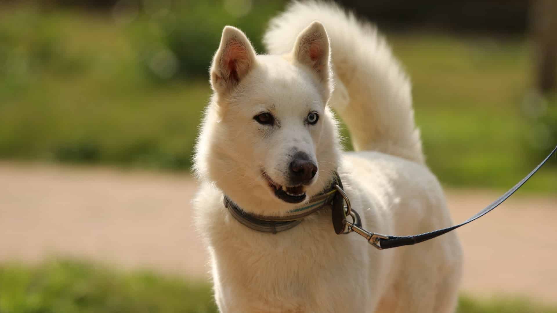 pelage chien Husky Sibérien