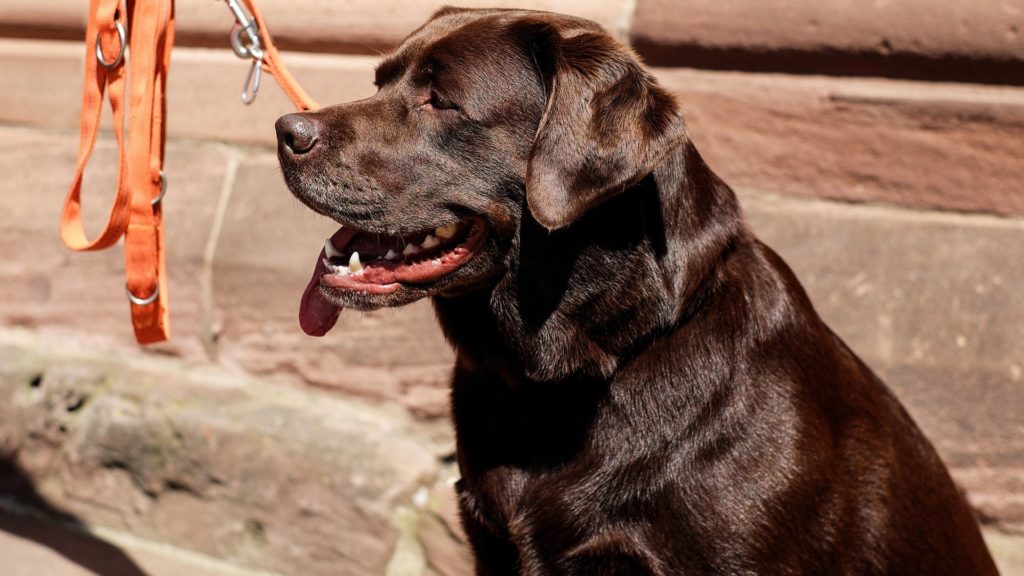 pelage chien Labrador-Retriever