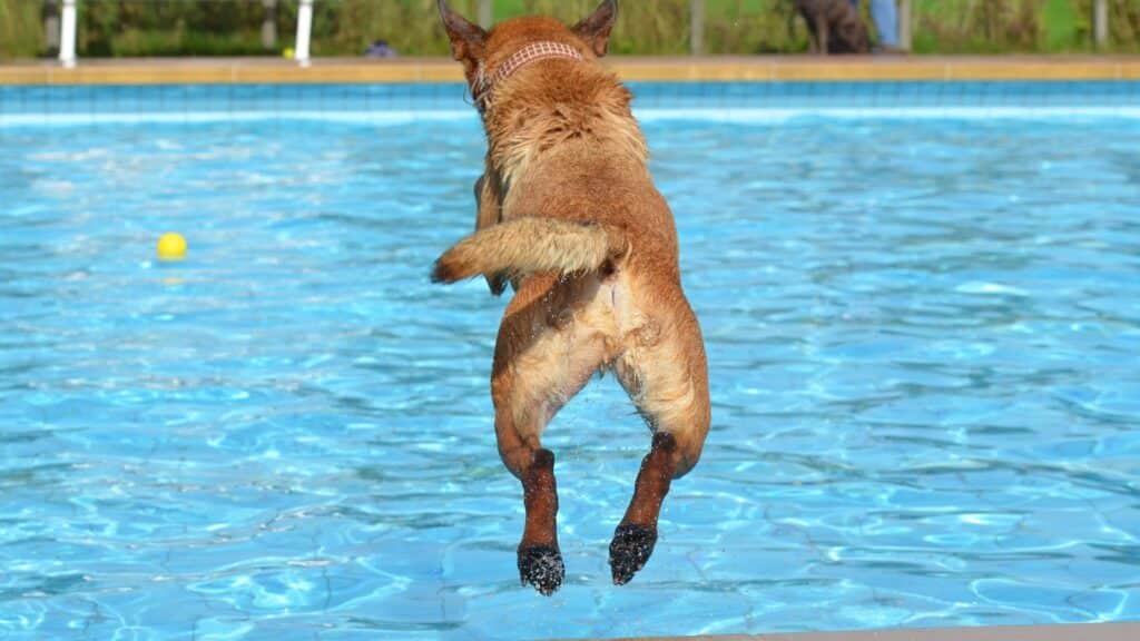 piscine pour chien