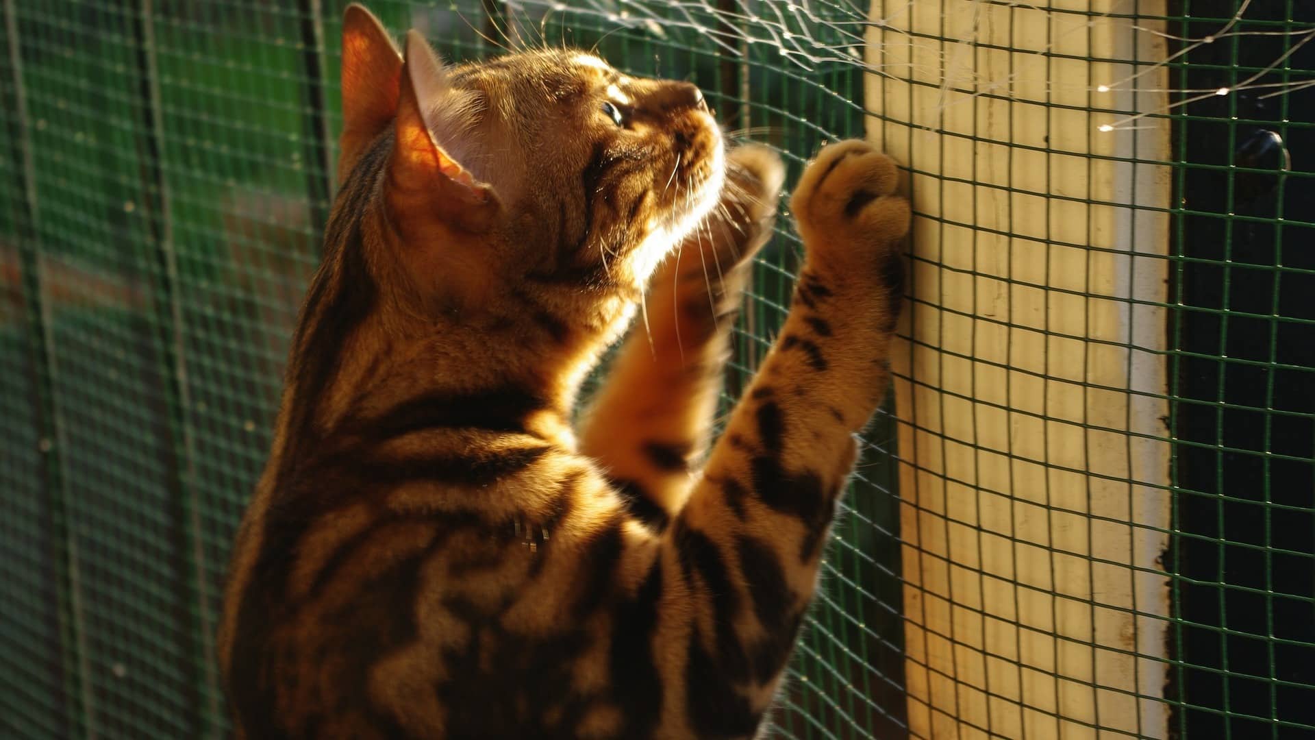 santé chat Bengal