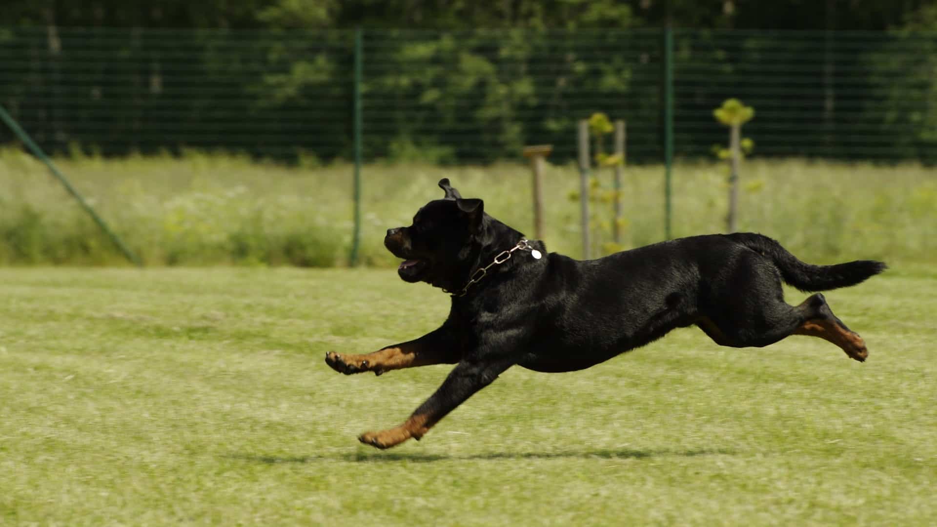 santé chien Rottweiler