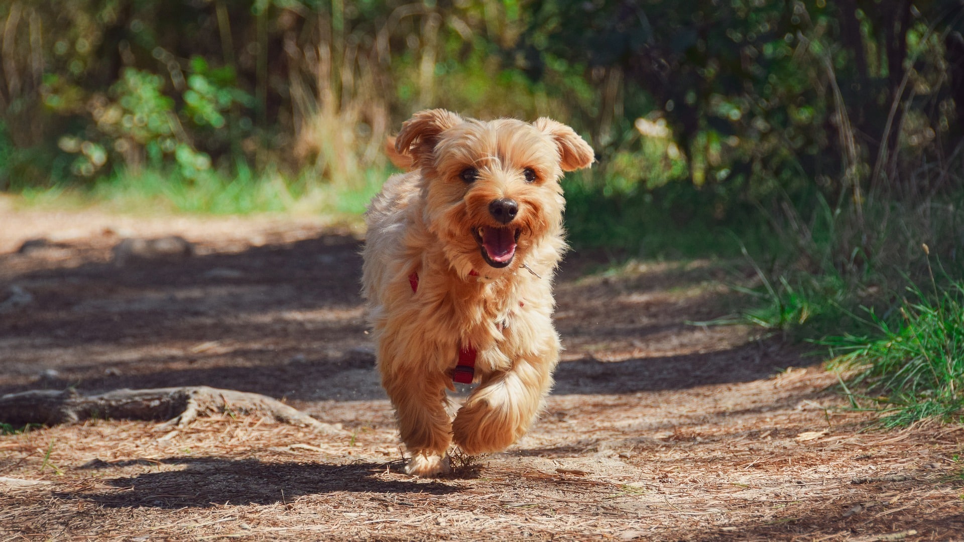 santé chien Yorkshire Terrier