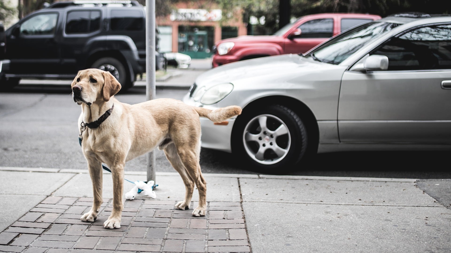 comportement chien Labrador-Retriever