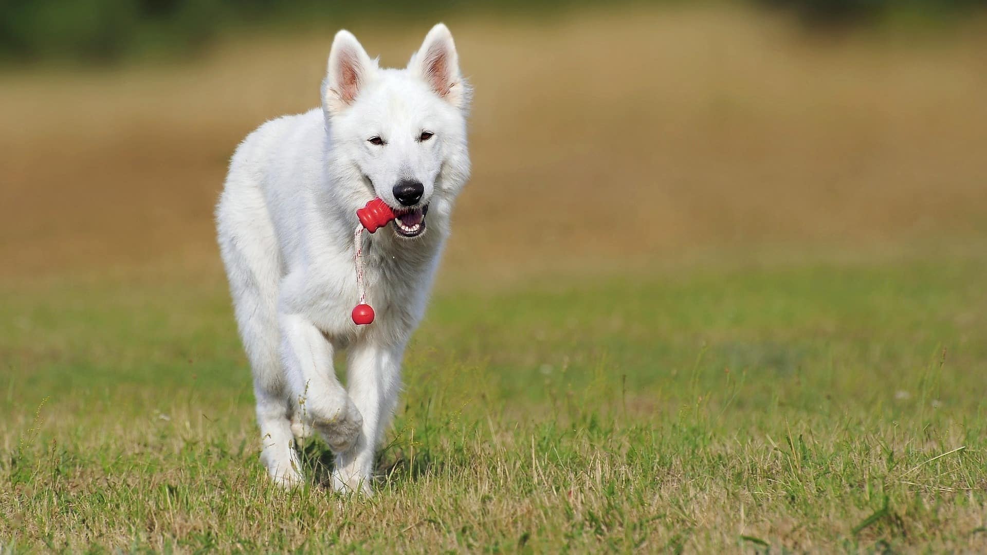 Caractère chien Berger Blanc Suisse