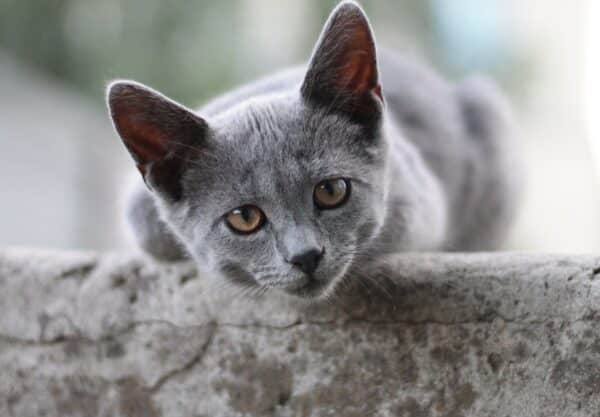 chat British Shorthair