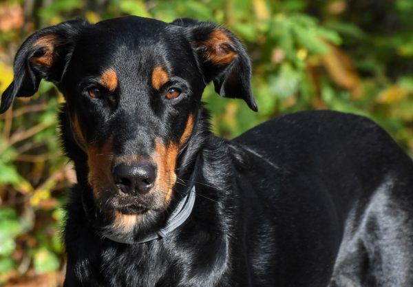 Chien Beauceron